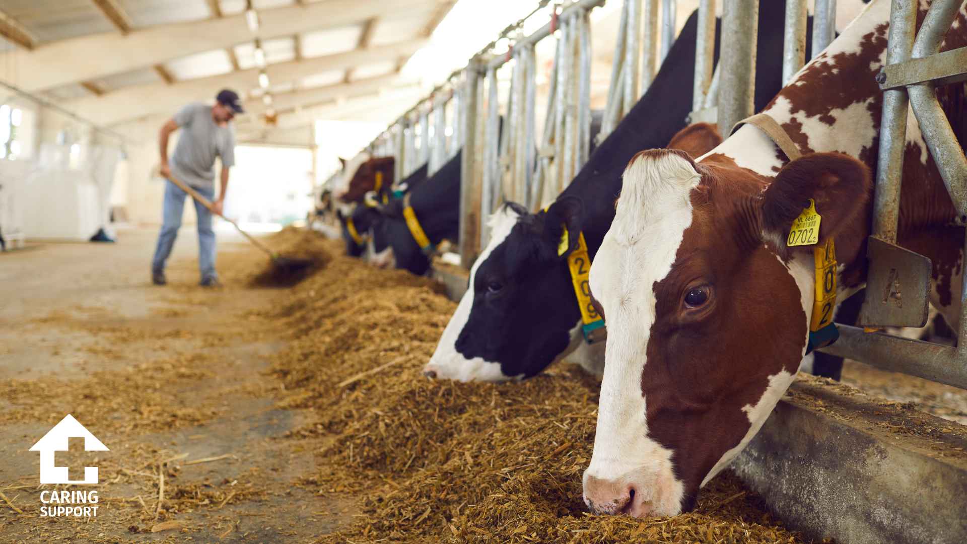 Livestock