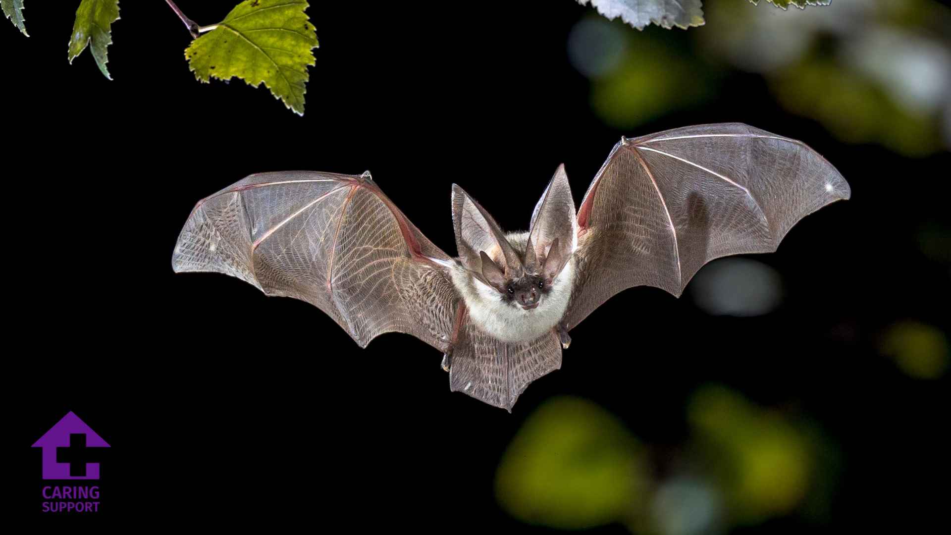 Bat