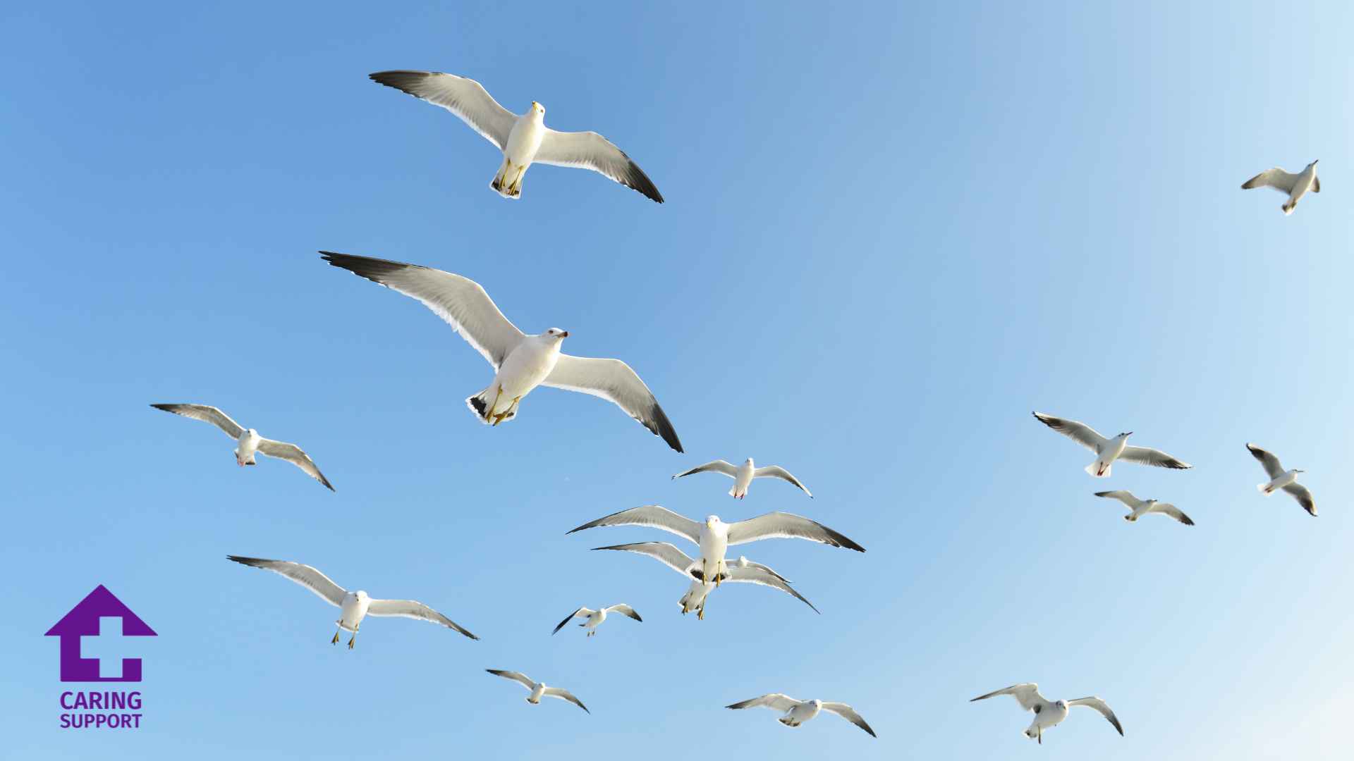 Seagulls