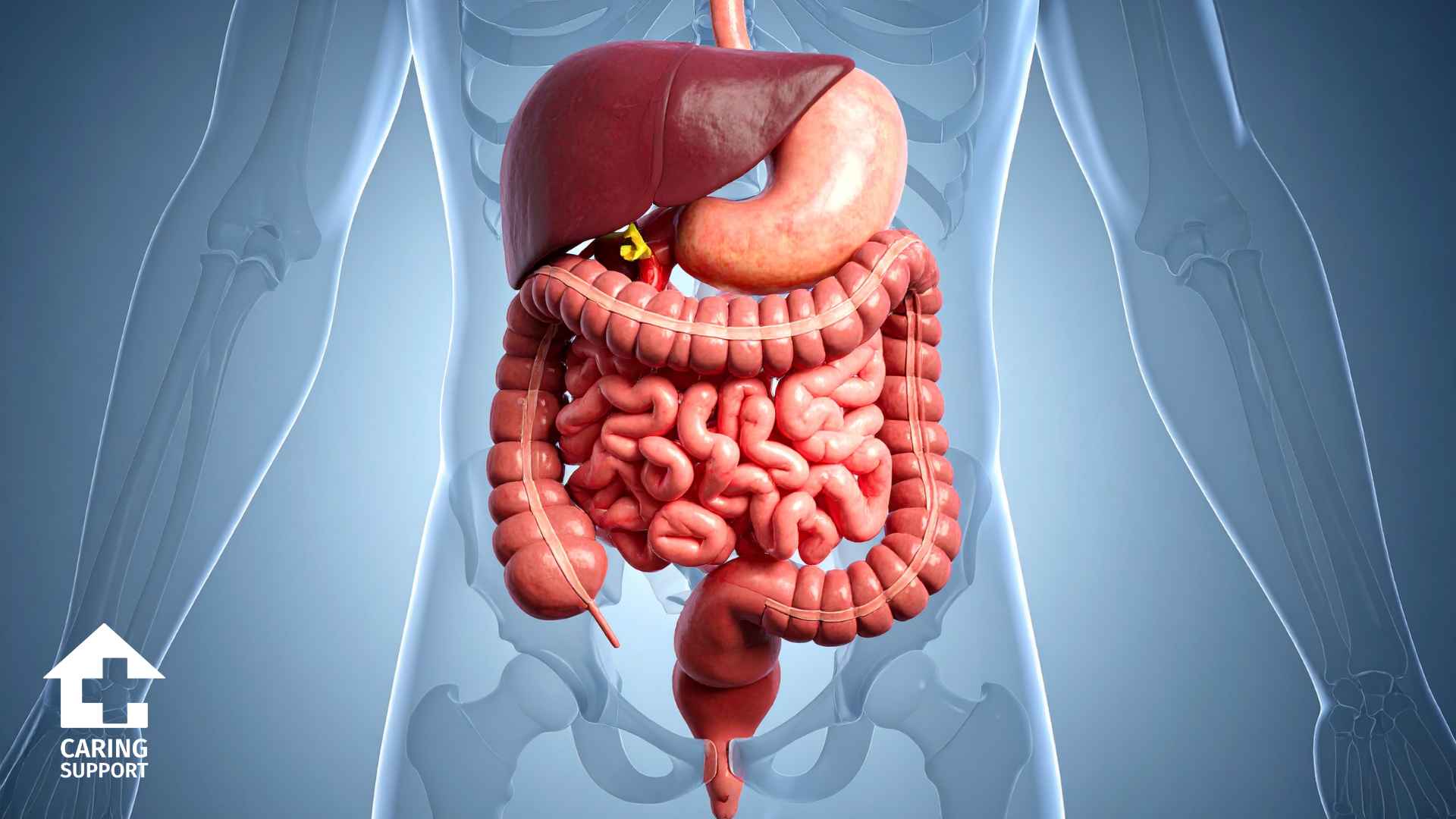Gut Health
