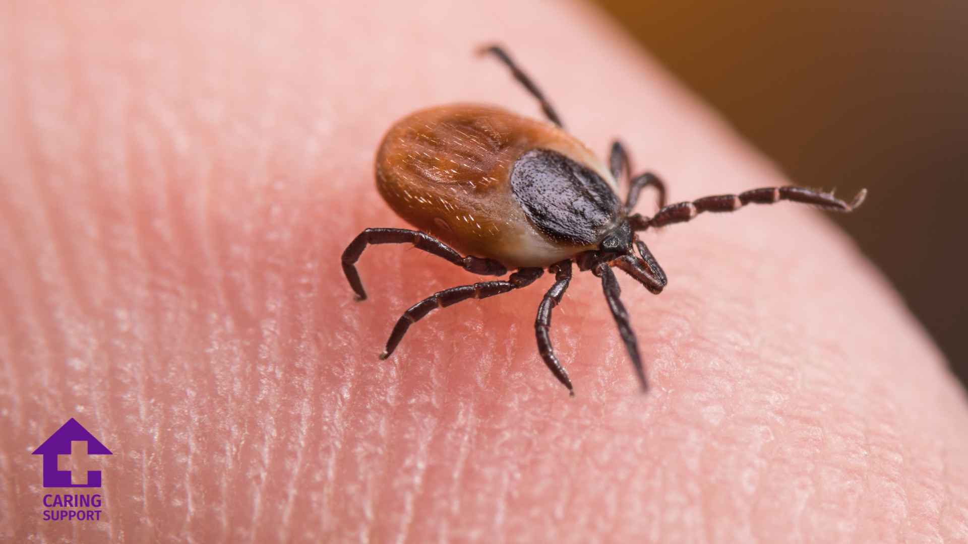 Tick