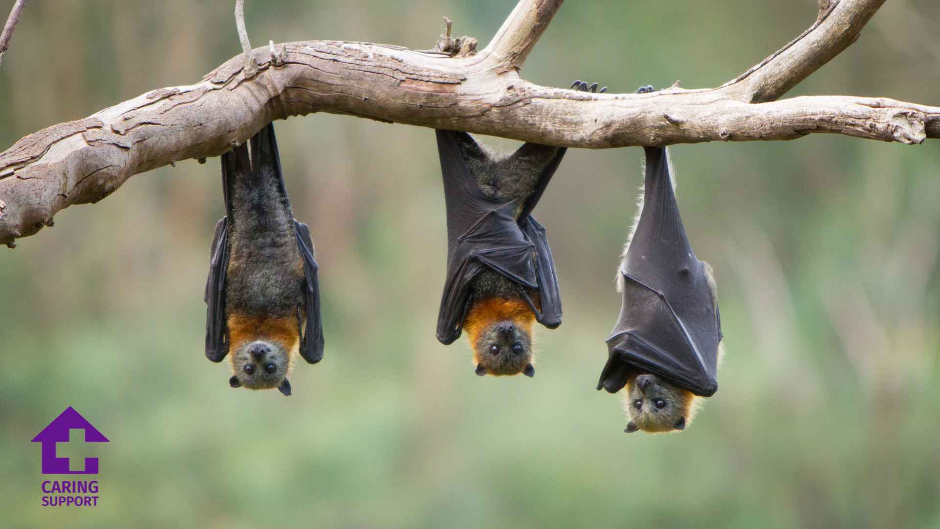 Bat