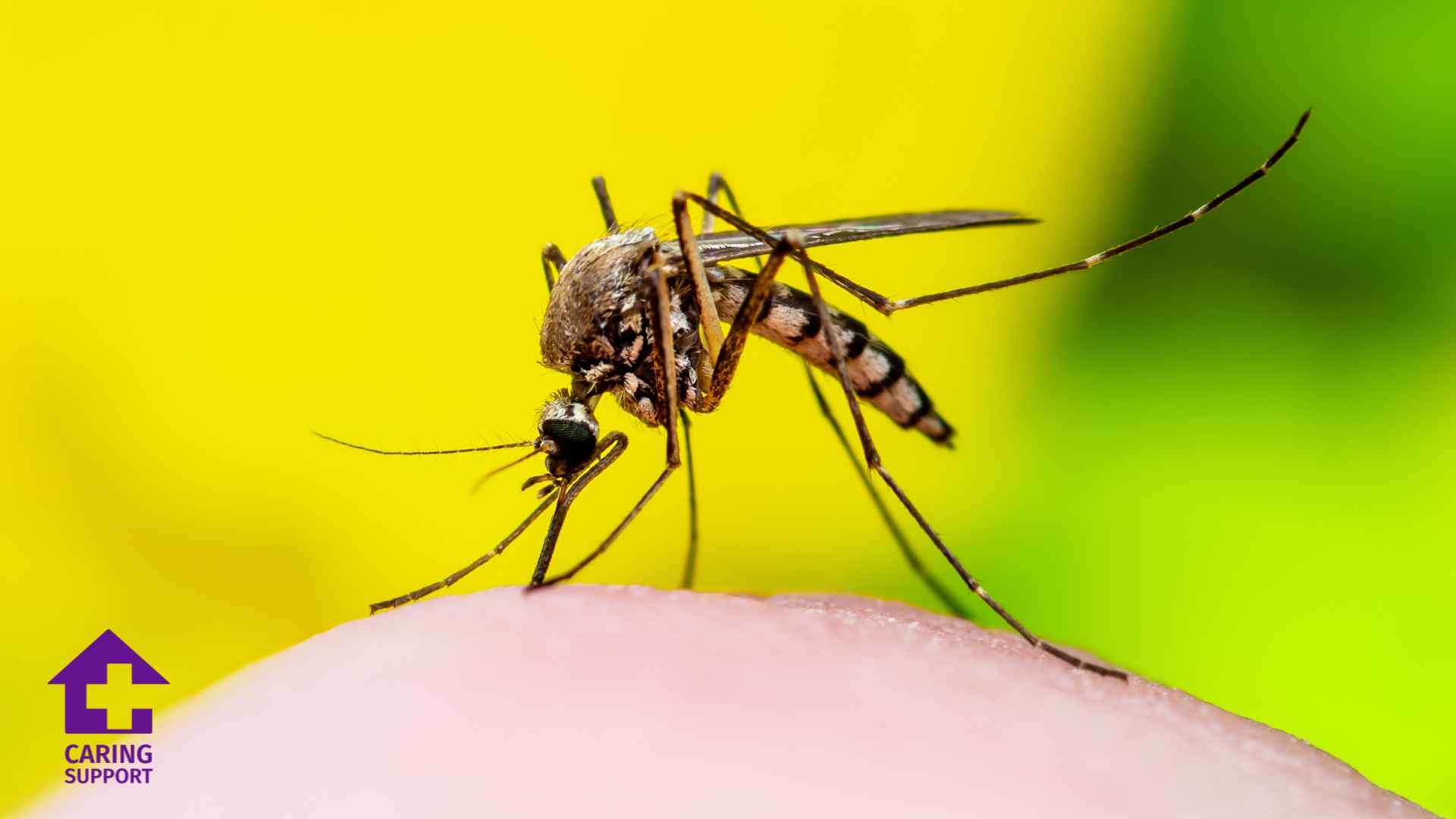 West Nile Virus