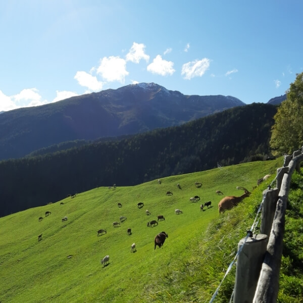 Urlaub auf dem Bergbauernhof, Taufers, Taufers im Münstertal, Schweiz, Ferienregion Obervinschgau, Südtirol, Bauernhof, Bergbauernhof, Ziege Bergkräuter