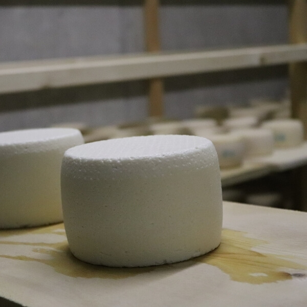 Ziegenkäse, eigene Produktion, eigene Herstellung, Bergbauernmilch, frische Bergbauernmilch, Bergbauernhof, Tadition, Feinschmecker, Südtiroler Spezialitäten, Schweizer Spezalitäten, Lebenmittel aus Südtirol, Ziegenkäserei, Käserei Südtirol, hofeigene Produkte