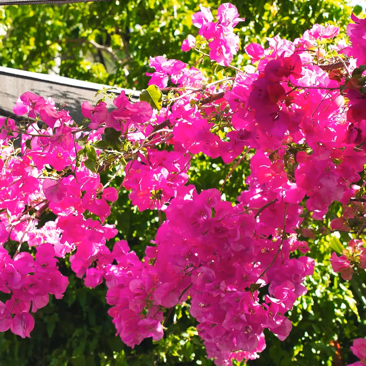 Last Word Constantia in South Africa's first-ever wine region and Cape Town’s sophisticated suburb of Constantia, is a hidden gem. This 5-star boutique hotel’s backyard is a patchwork quilt of noble estates under vines, as steeped in beauty as in historic value, and home to a literal feast of gastronomic delights to boot.