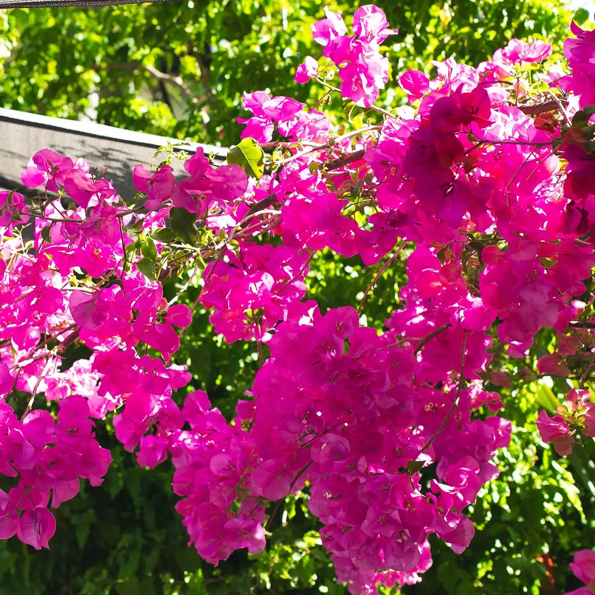 Last Word Constantia in South Africa's first-ever wine region and Cape Town’s sophisticated suburb of Constantia, is a hidden gem. This 5-star boutique hotel’s backyard is a patchwork quilt of noble estates under vines, as steeped in beauty as in historic value, and home to a literal feast of gastronomic delights to boot.