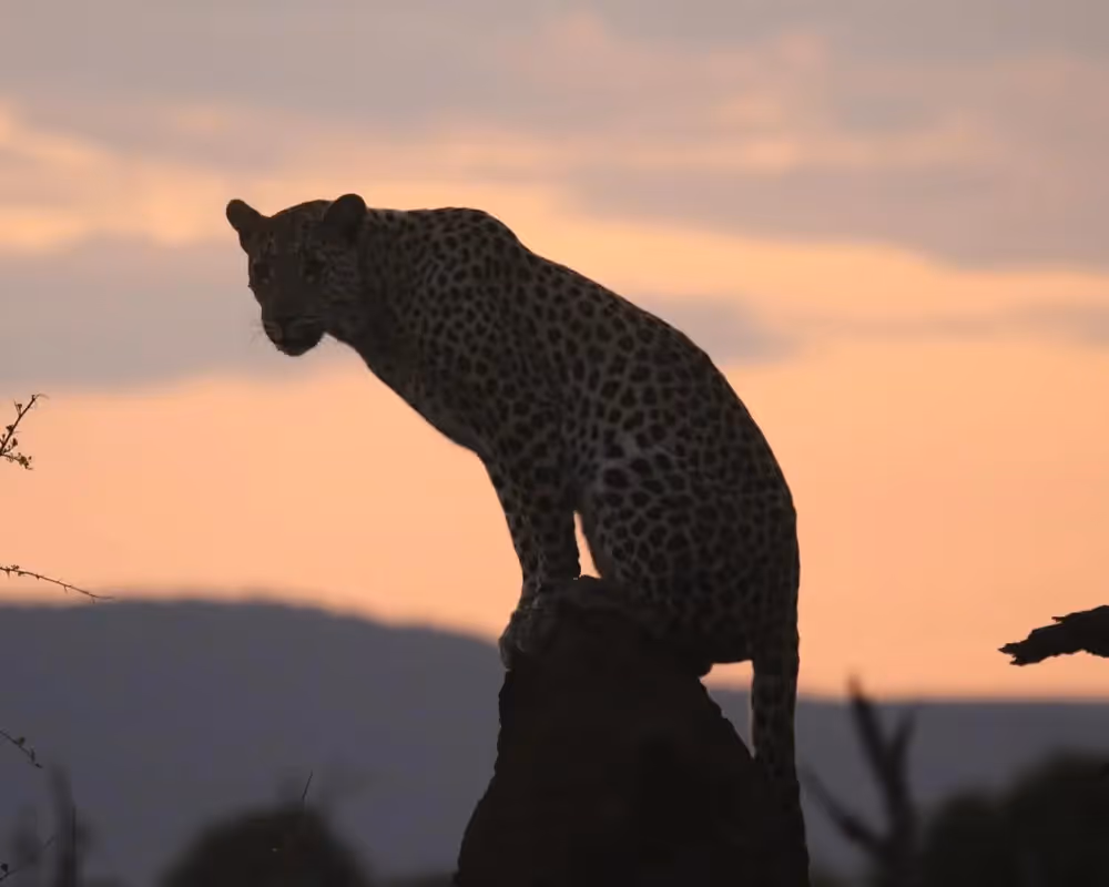 Arrive and feel the volume drop. Makanyane is made for travellers who want space, stillness, and the rare luxury of doing safari at their own pace, with a calm river rhythm and a private sense of “we found something special”.