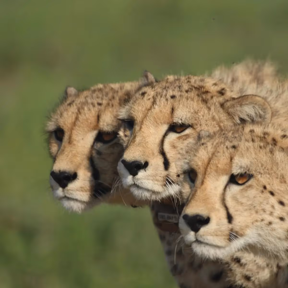 Arrive and feel the volume drop. Makanyane is made for travellers who want space, stillness, and the rare luxury of doing safari at their own pace, with a calm river rhythm and a private sense of “we found something special”.