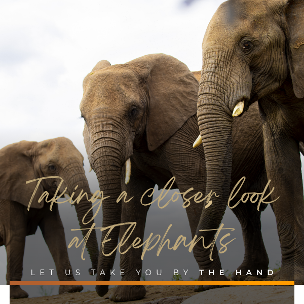 #334 Journeys | Last Word Kitara_Nate & Vusi Take a Closer Look At Elephants