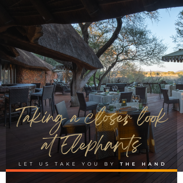 #335 - Last Word Makanyane | The Architecture Of A Dream Safari