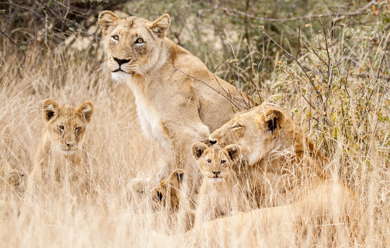 The Last Word Kitara lion cub