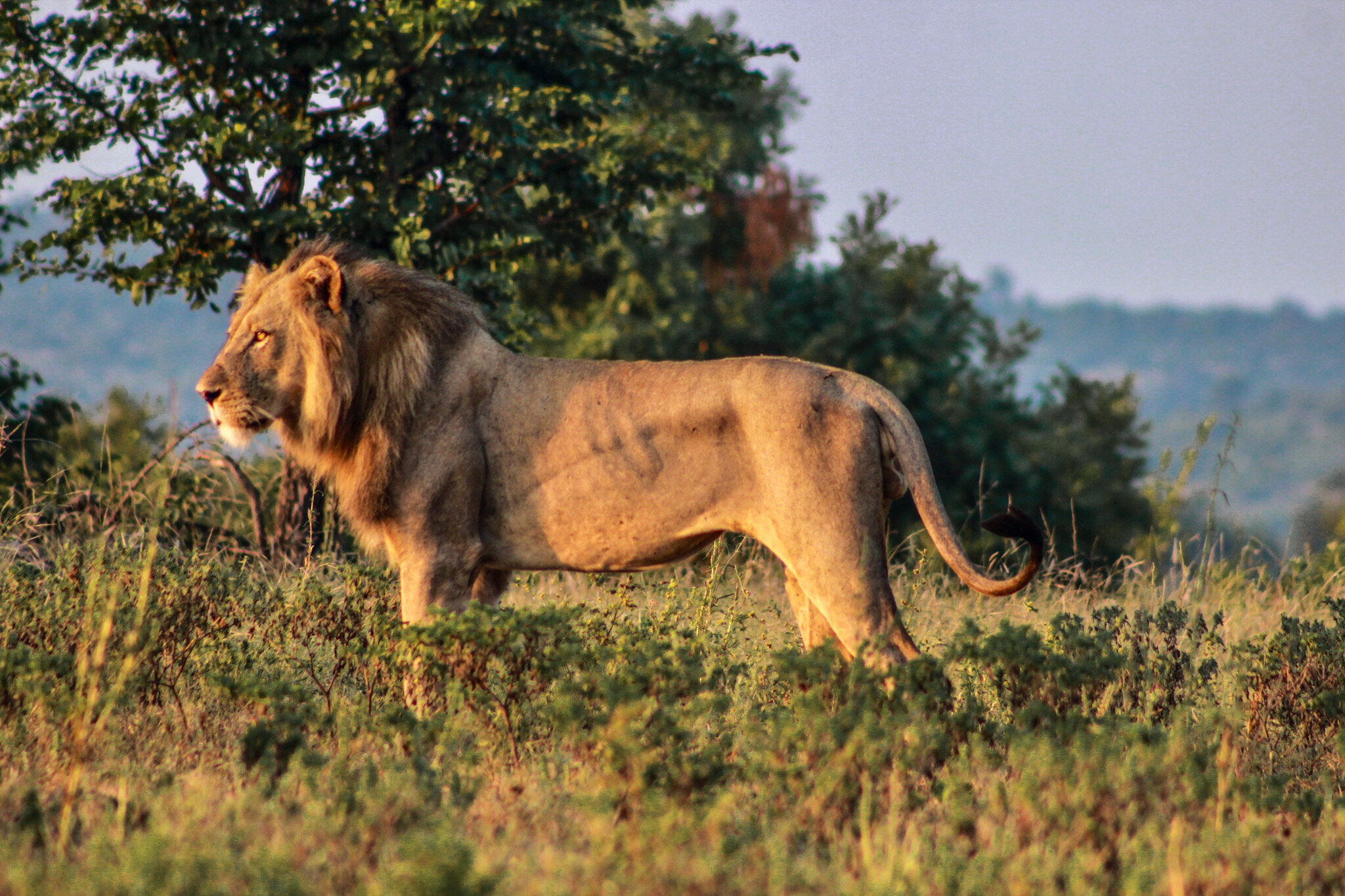 lion at The Last Word Kitara