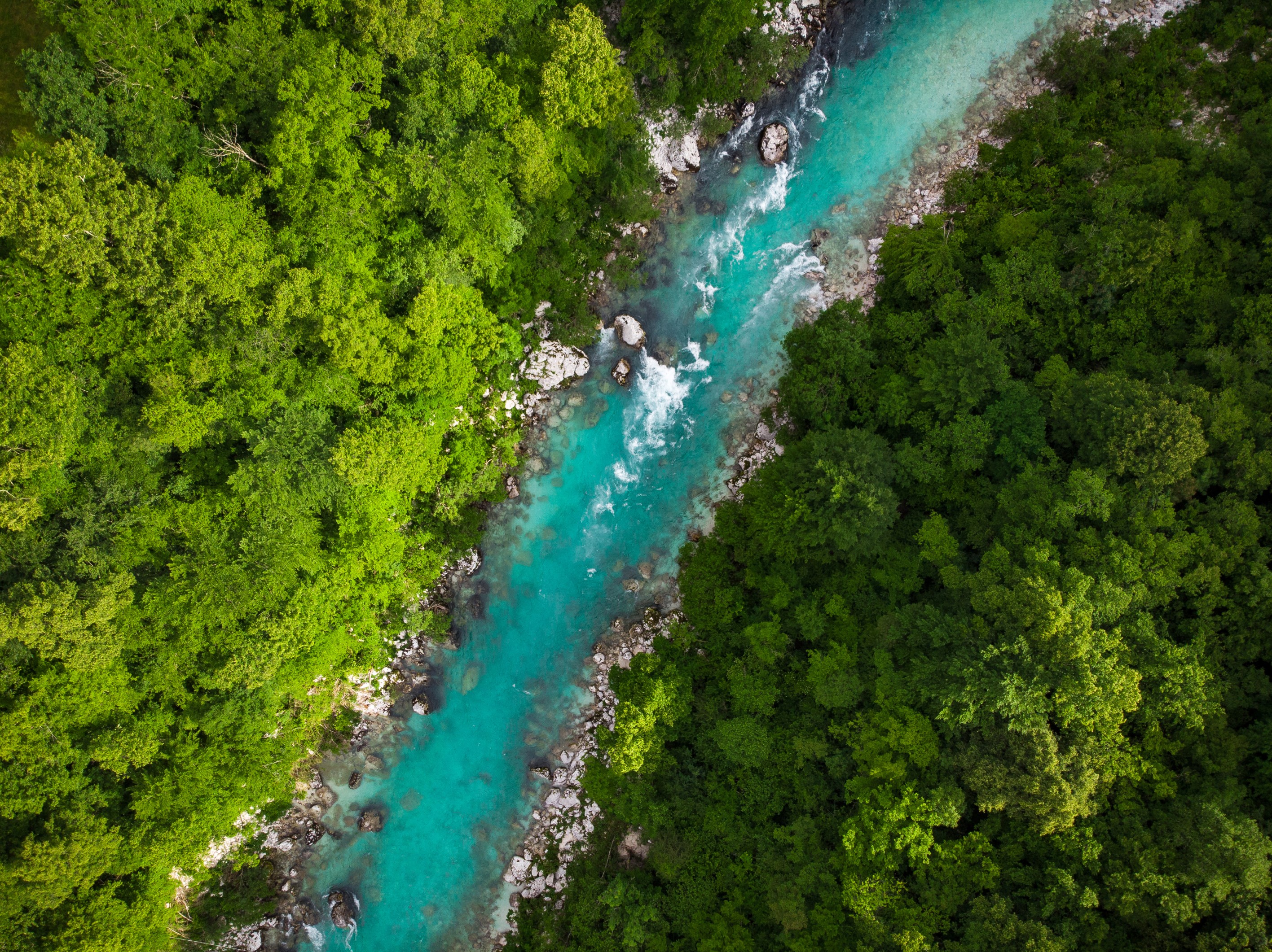 tropical forest with a river running through the middle