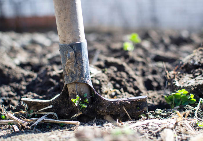 Leer hoe bodemleven en het bodemvoedselweb bijdragen aan een gezonde tuin. Essentiële kennis voor tuinontwerpers en hoveniers.
