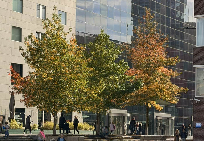 Hoe ontwikkel je een visie op beplanting? Ontdek hoe analyse, gevoel en ruimtelijk inzicht leiden tot sterke ontwerpuitgangspunten en een doordacht beplantingsontwerp.