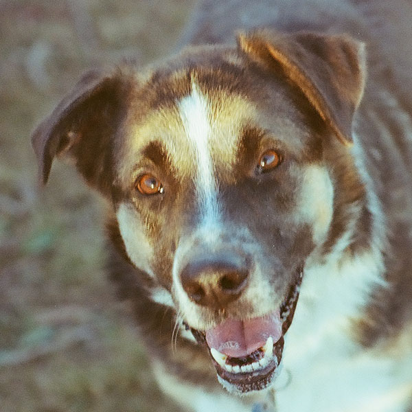 Diesel the dog