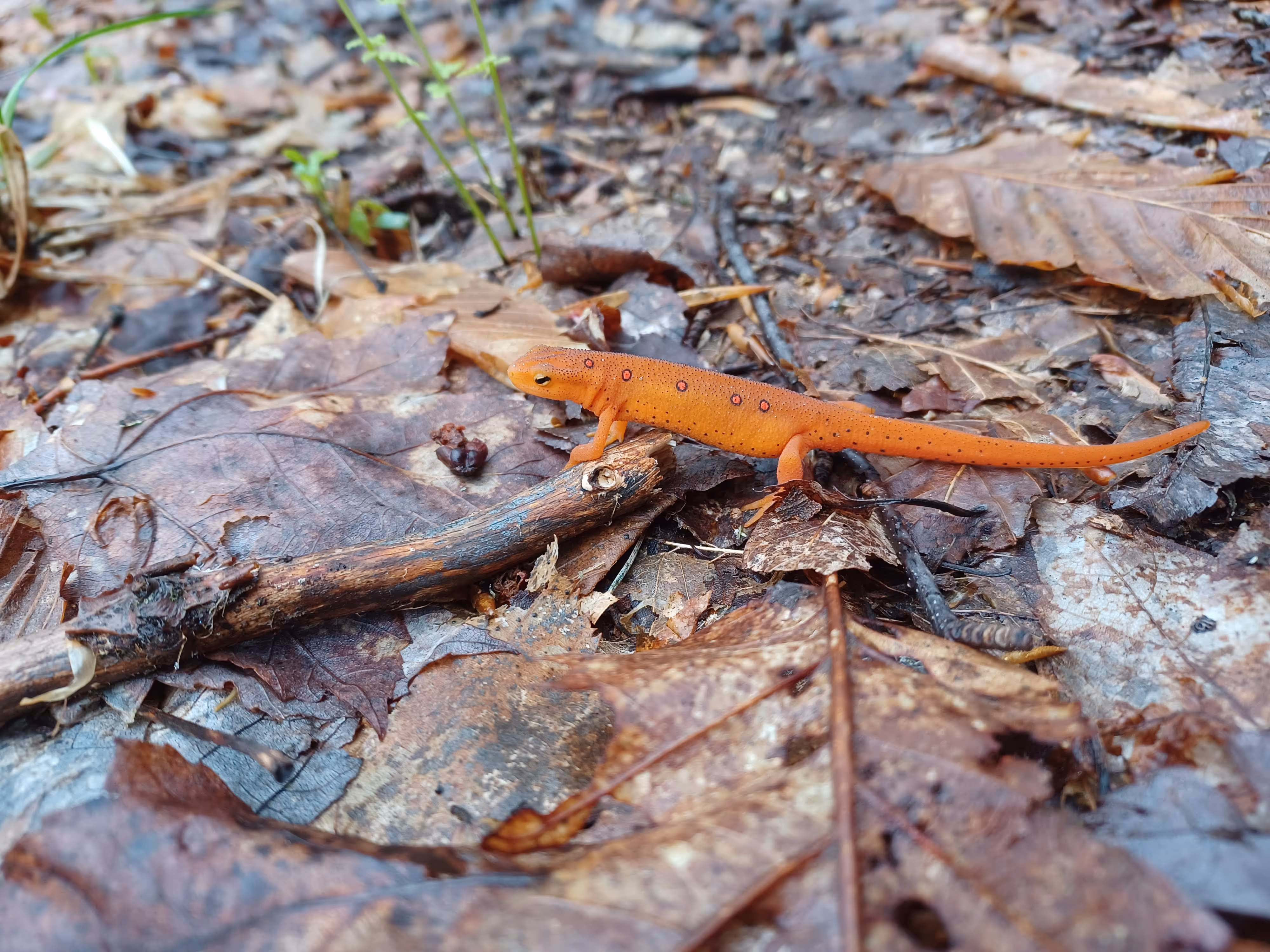 an orange salamander