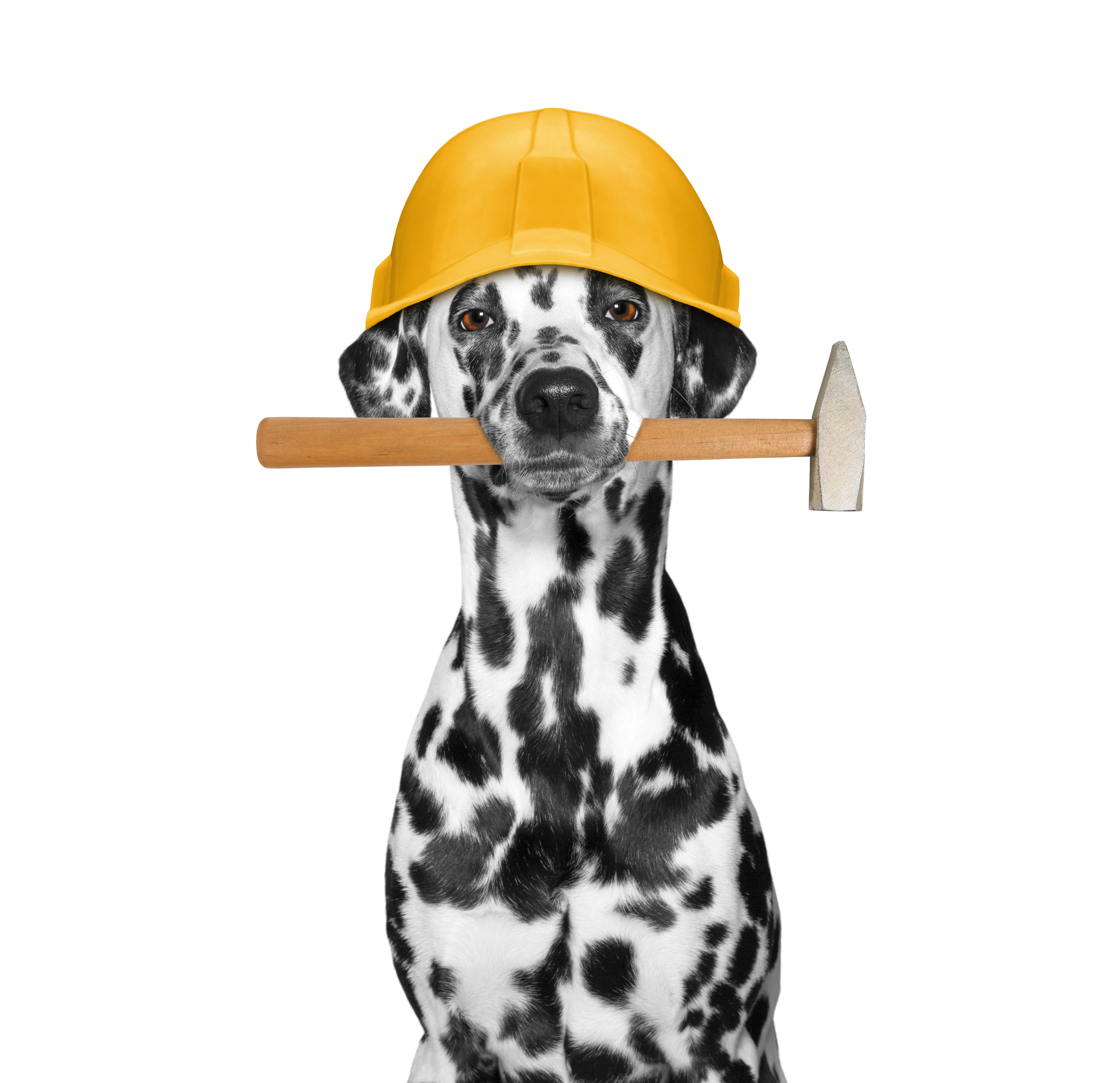 Dog in construction hat.