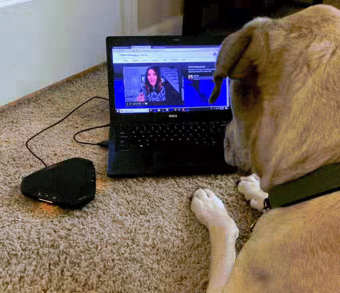 Dog watching live stream