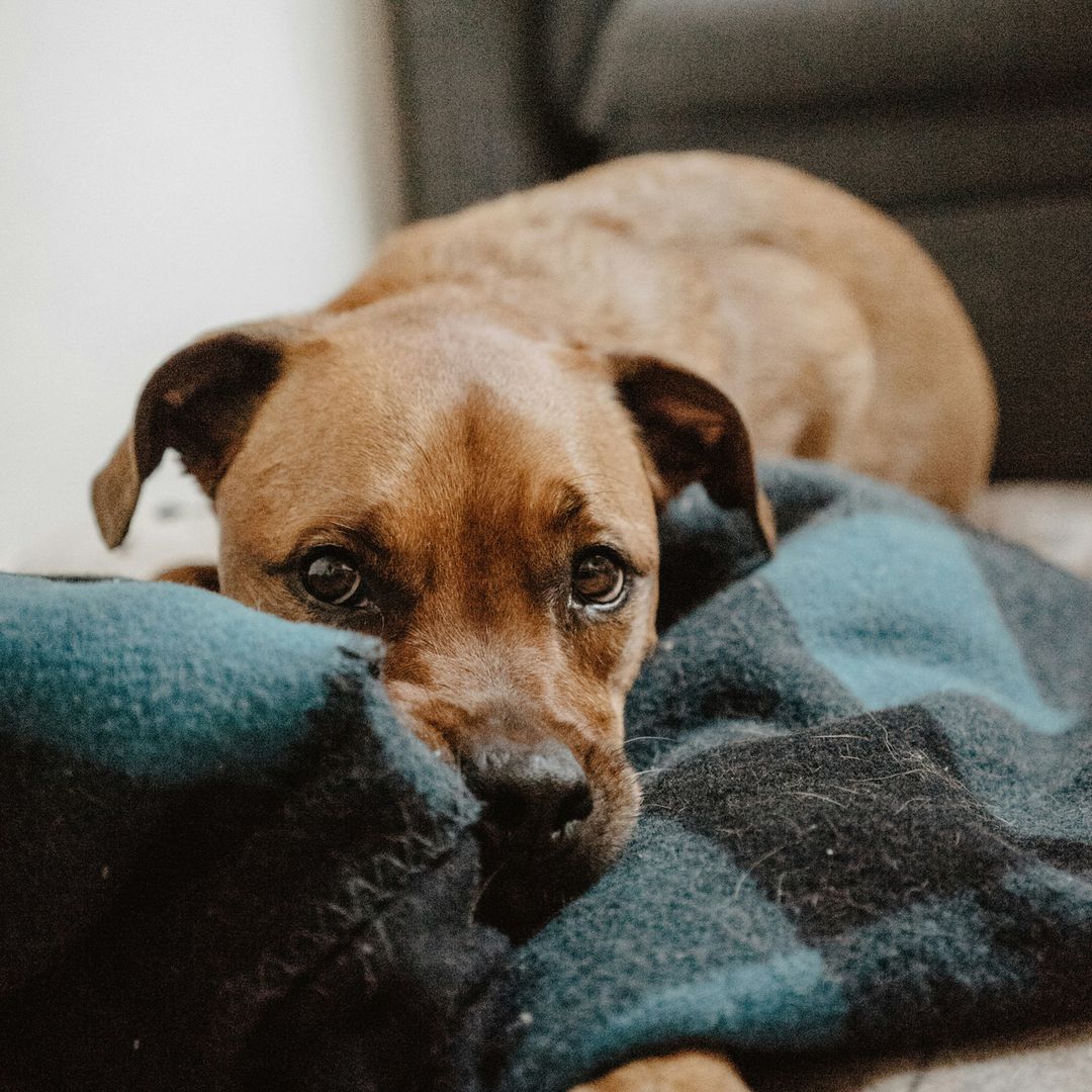 The Scoop on Dog Eye Gunk Barkbus Ruff Draft