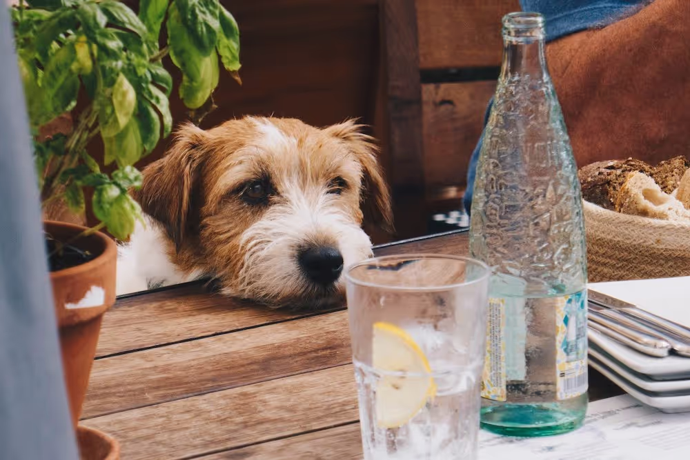 A dog rests its chin on a table and stares at some drinks