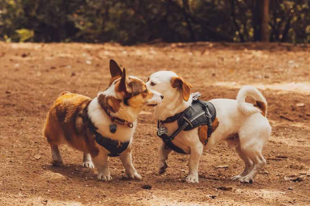 Two small dogs greeting each other with a sniff at a dog park