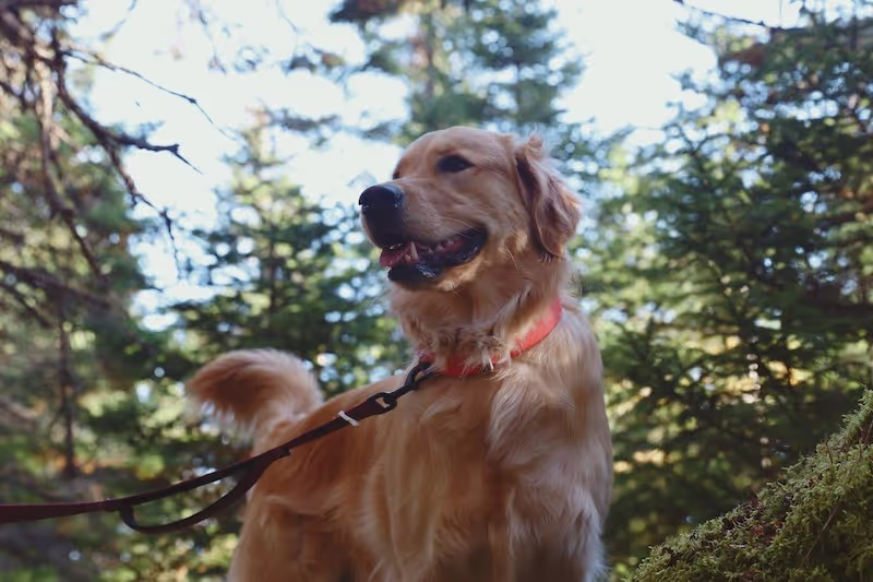 A leashed golden retriever on a hike surrounded by evergreen trees