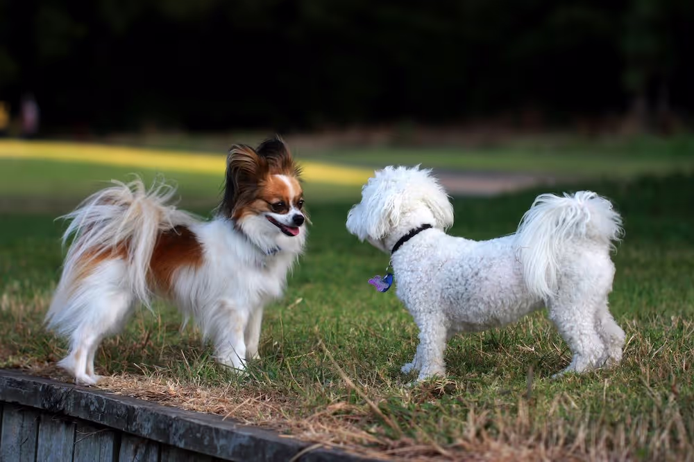 Two small dogs greeting each other with a sniff at a dog park