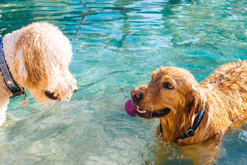 Two dogs look to each other while playing in the water. One of them is holding a toy in their mouth.
