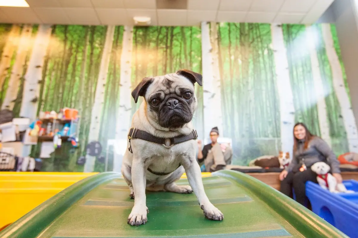 dog sitting at doggy daycare