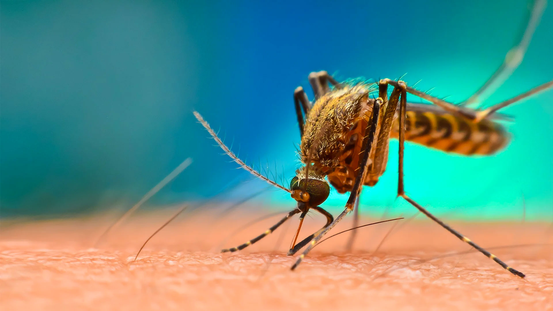 Estudo científico reduziu em 77% casos de Dengue