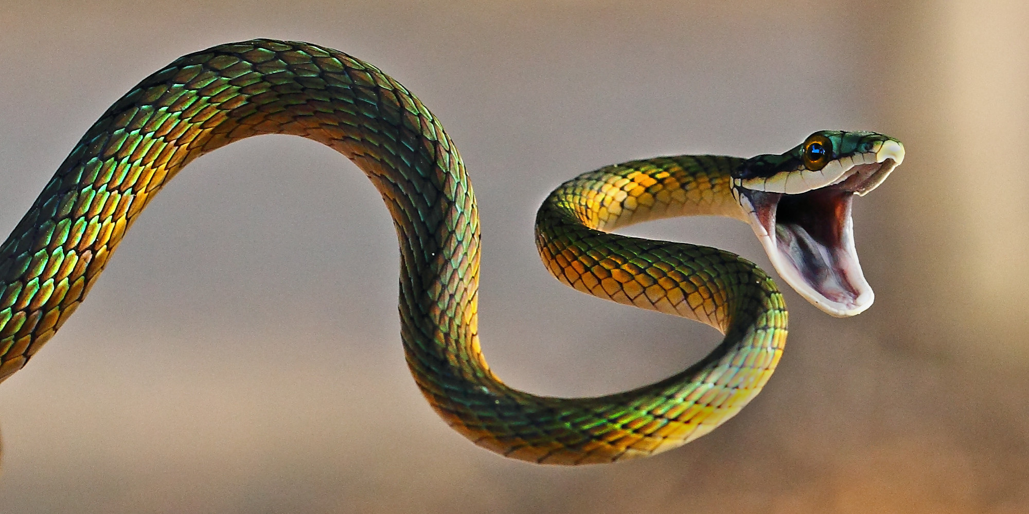 Dia de combate ao acidente com serpentes