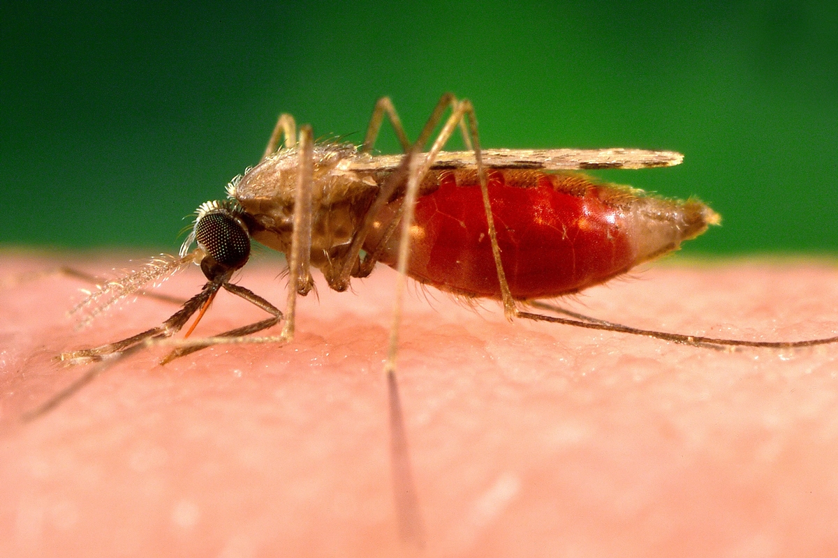Dia da conscientização contra a malária nas américas