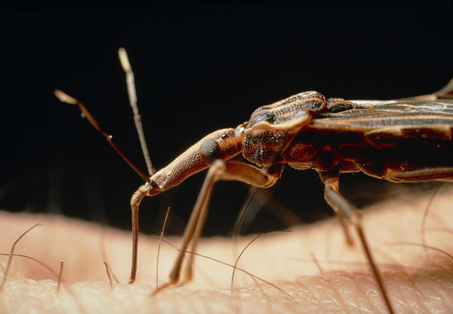 Primeiro Dia Mundial de Combate à Doença de Chagas