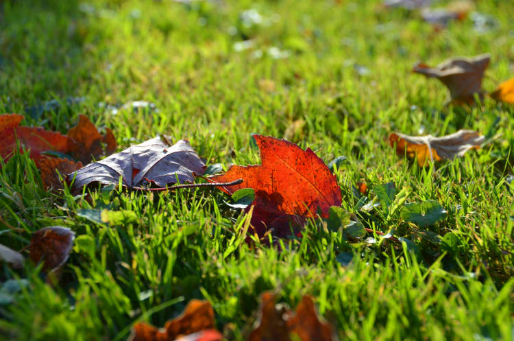 One Last Feed Before Winter