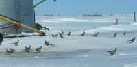 Pheasants in Mott ND