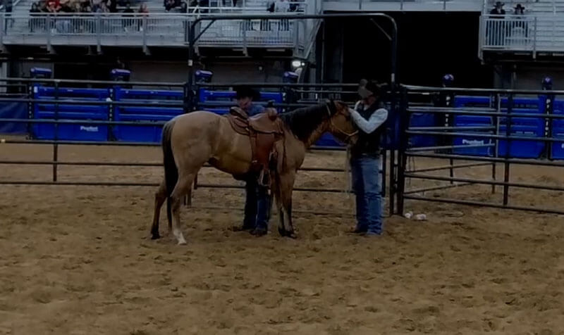 Todd Pierce training Horse LIVE at Taylor Telecom Arena