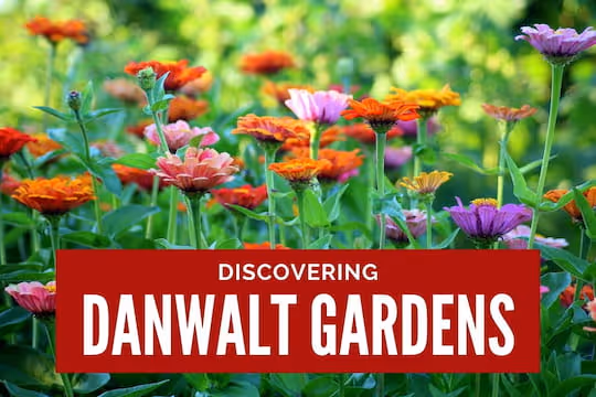 Discovering DanWalt Gardens - Garden of flowers