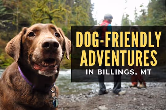 Dog-Friendly Adventures in Billings, MT