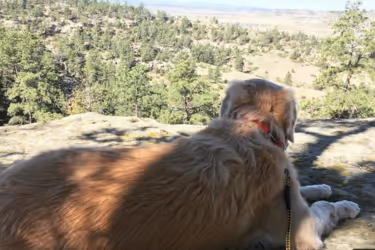 Dog chilling at a hiking trail