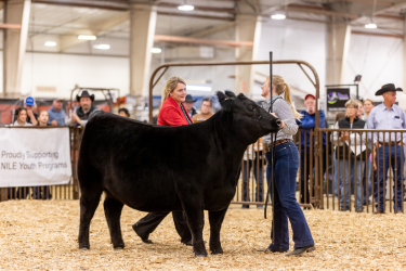 Livestock Show - Woman showing her black cow