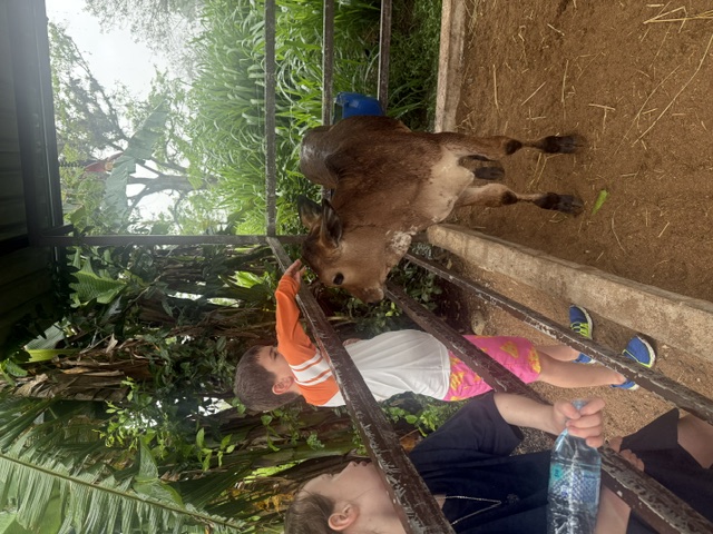 Petting a young calf at a Costa Rican farm