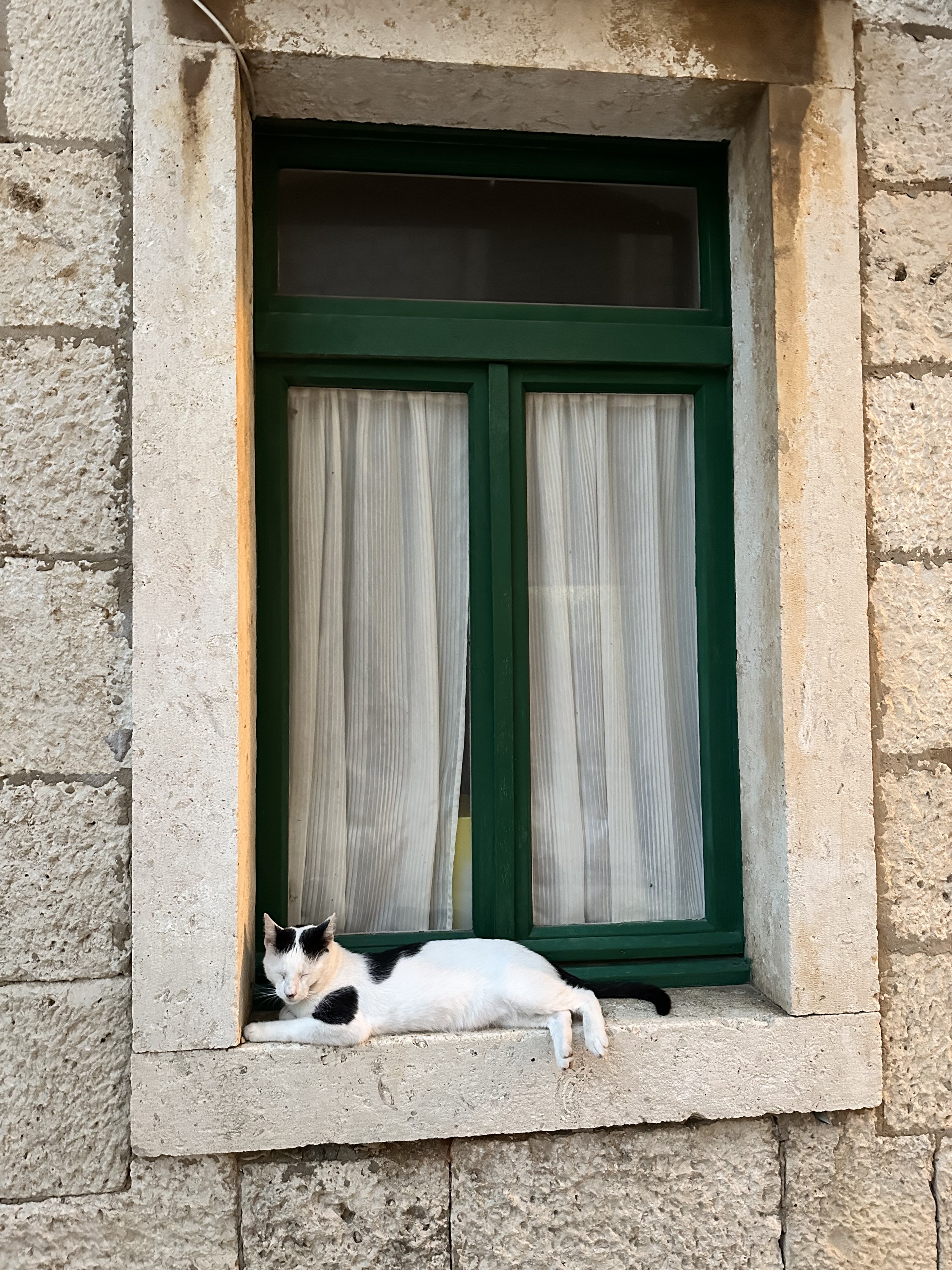 Cat resting in a window, Croatia 2023