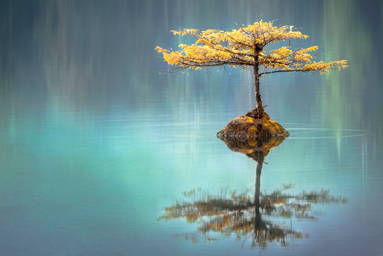 tree growing on a rock in water casting a reflection