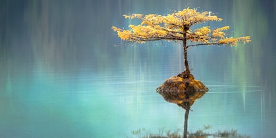tree growing on a rock in water casting a reflection