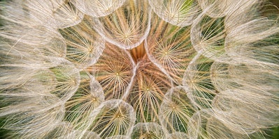 sacred geometry dandelion seed heads Unsplash