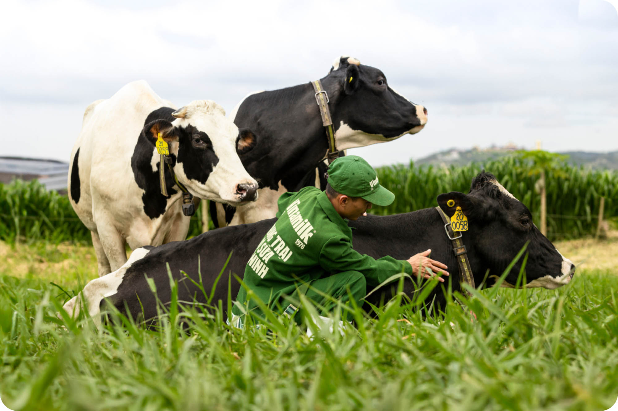 Vinamilk new logo and visual identity X Studio Duy and Megan Bowker