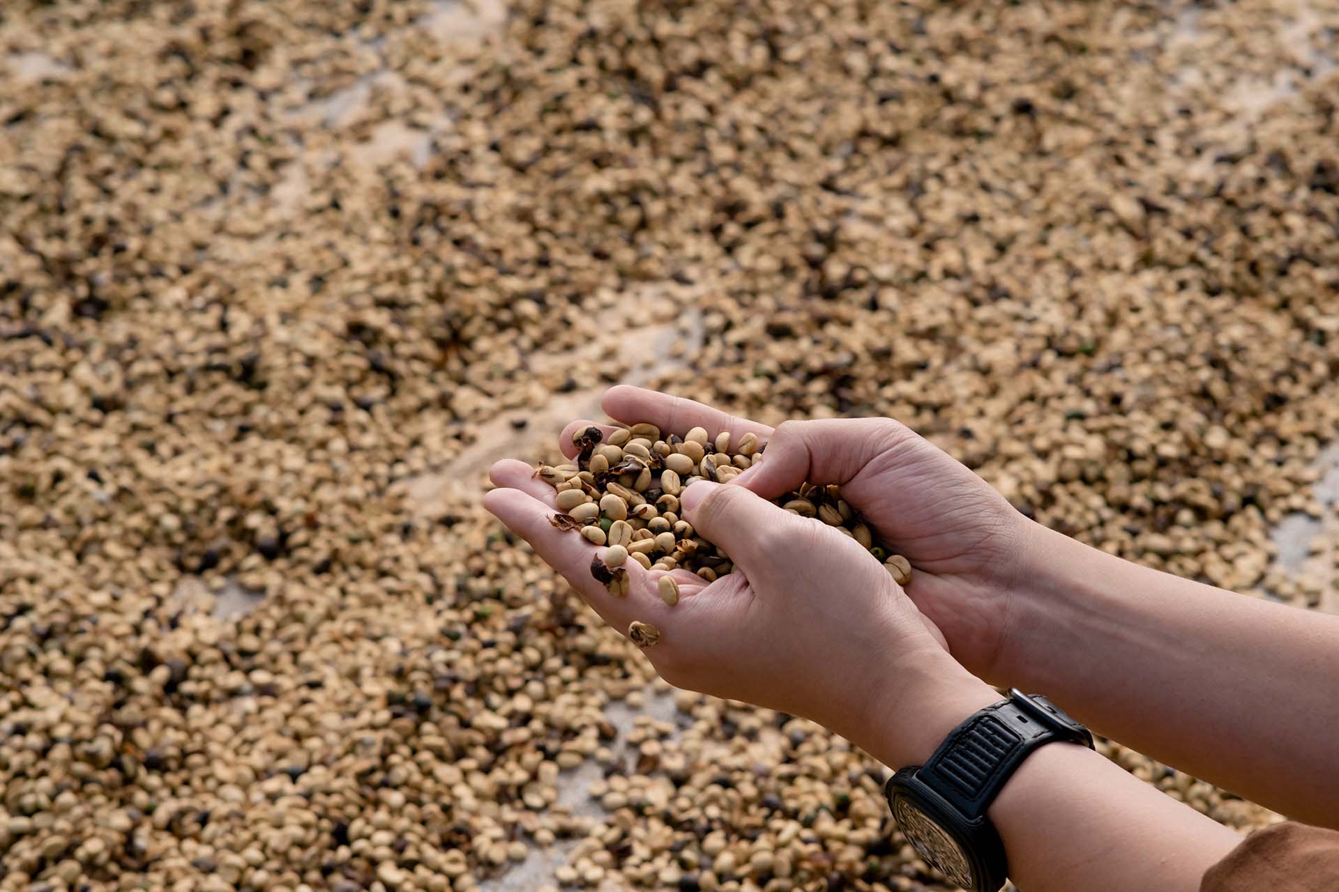 Minh Tien Coffee new logo and visual identity X Bratus