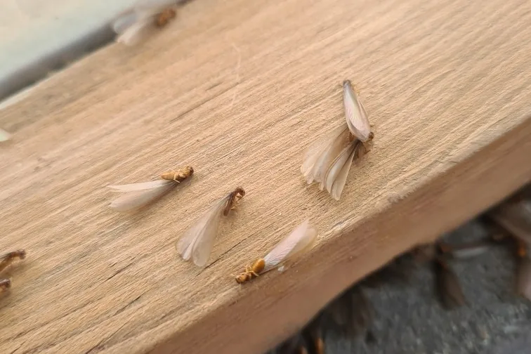 Flying Ants vs. Termites